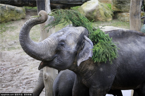 320名圣诞老人整体冲浪？？？？？？？八一八圣诞节奇闻趣事