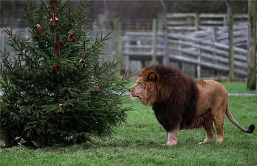 320名圣诞老人整体冲浪？？？？？？？八一八圣诞节奇闻趣事