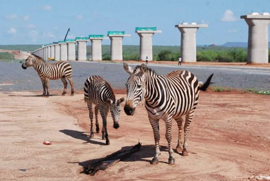 肯尼亚总统高度赞赏，，，，，，，乞力马扎罗山下龙8头号玩家绿闪灼